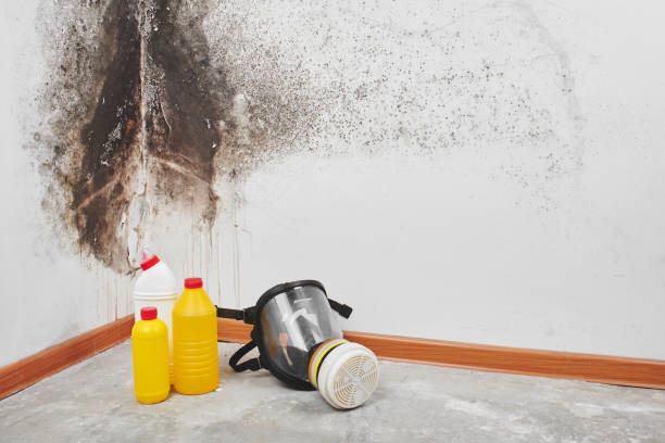 Best Local Mold Removal Service  in Deer Park, TX