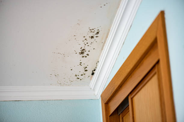 Deer Park, TX Mold Removal Company