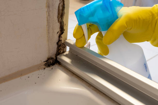 Best Mold Damage Repair  in Deer Park, TX