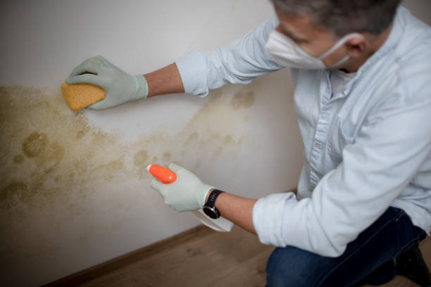 Best Mold Removal Company Near Me  in Deer Park, TX