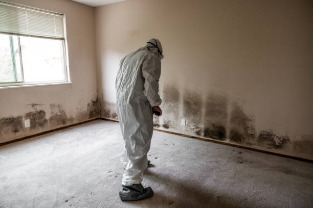 Best Mold Removal Company Near Me  in Deer Park, TX